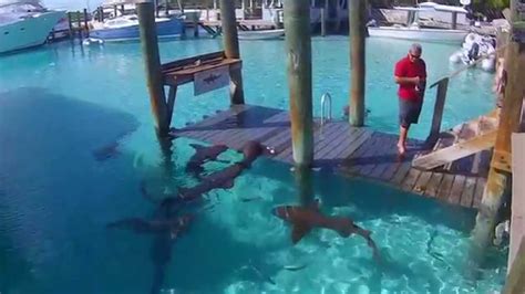 Nurse Sharks At Compass Cay Marina Bahamas Youtube