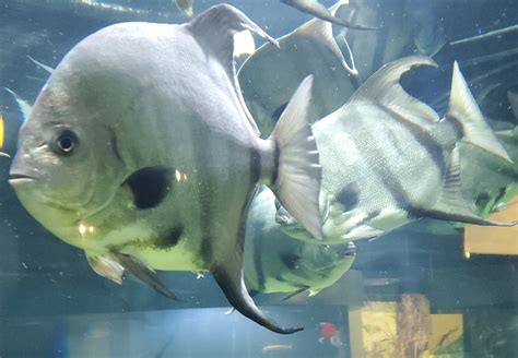 Cox Science Center & Aquarium (2021) - Spadefish - ZooChat