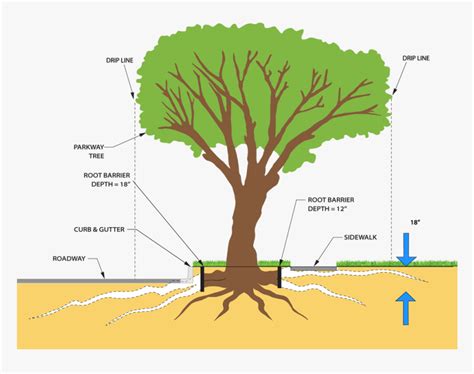 Diagram Mulberry Tree Root System Tree Drawing System Forest