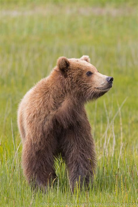 Brown Bear Cub | Photos by Ron Niebrugge