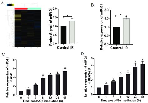 Irradiation Induces Expression Of MiR 21 A MiRNA Microarray