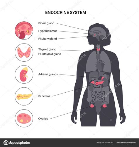 Imagen Del Sistema Endocrino Vector Grafico Vectorial C Annyart Imagen