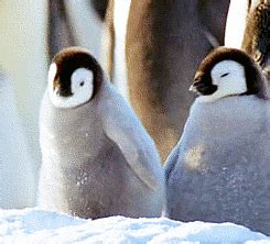 Snow Penguin GIF - Find & Share on GIPHY