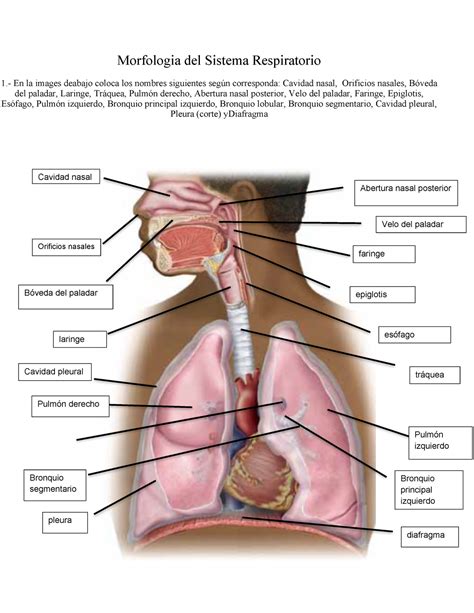 Anatomia Del Sistema Respiratorio Morfologia Del Sistema Respiratorio