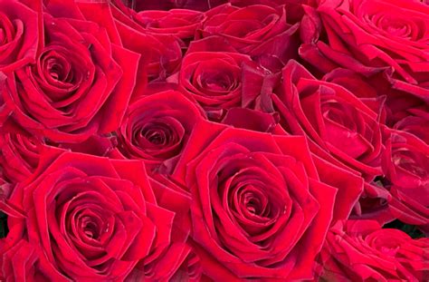 Valentines day red roses (1) | Must See Holland