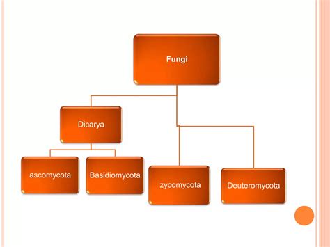 Classification Of Fungi Ppt