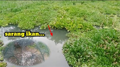 Pasang Bubu Payung Di Sarang Ikan Hasilnya Mengejutkan YouTube