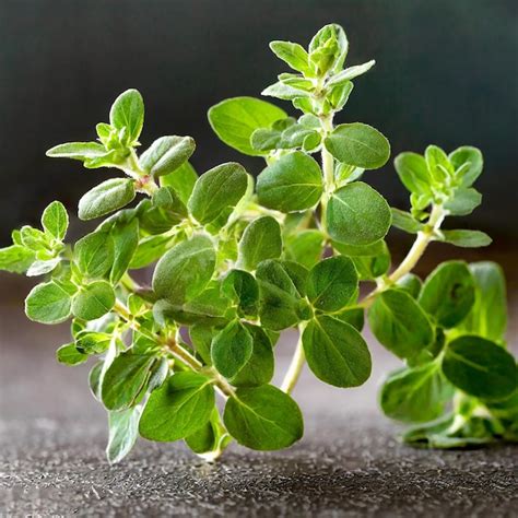 Premium Photo Oregano Or Marjoram Leaves Isolated On White Background