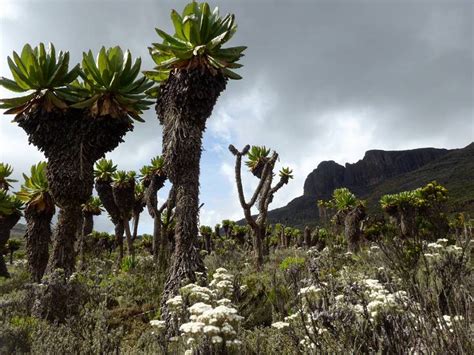 Mount Elgon National Park - Ventes Ventures