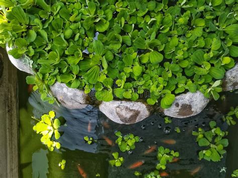 Water Lettuce Pistia Stratiotes Small Floating Plant Stock Photo