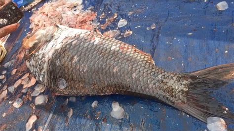 Amazing Big 5000 Gm Katla Fish কাতল মাছ Cutting Video Fish Cutting