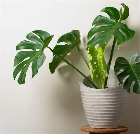 Monstera Deliciosa Beleza Ex Tica Para Seu Paisagismo Botanico