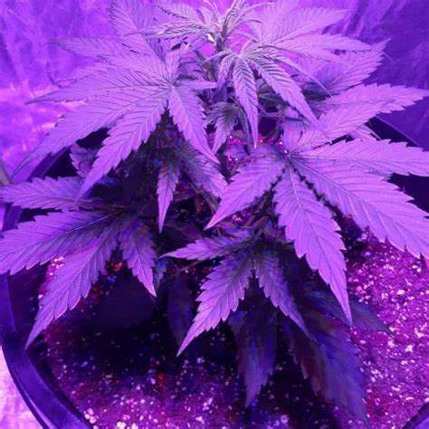 Custom Breeder Strain Northern Lights Autoflower Grow Diary Journal