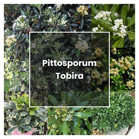 How to Grow Pittosporum Tobira - Plant Care & Tips | NorwichGardener