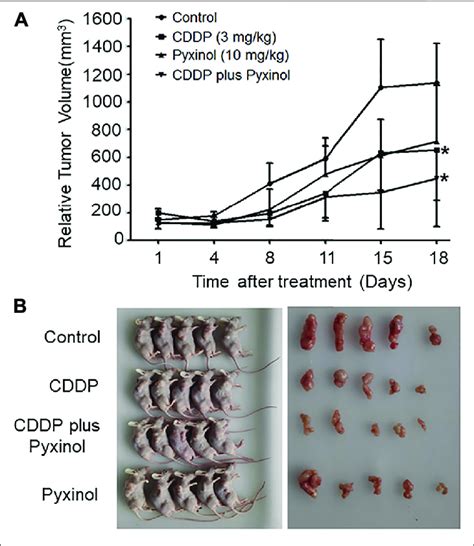 Effects Of Pyxinol On The In Vivo Anti Tumor Activity Of Cisplatin In