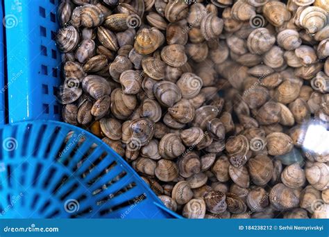 Fresh Enamel Venus Shell Meretrix Lyrata Meretrix Is A Genus Of Edible