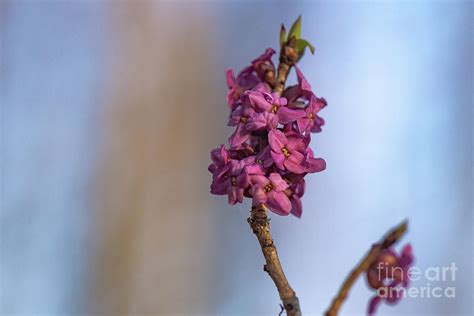 Heather Photograph By Lyudmila Prokopenko Fine Art America