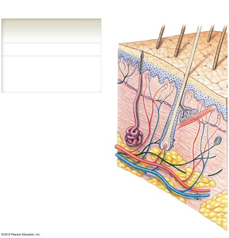 Chapter Components Of Integumentary System Diagram Quizlet