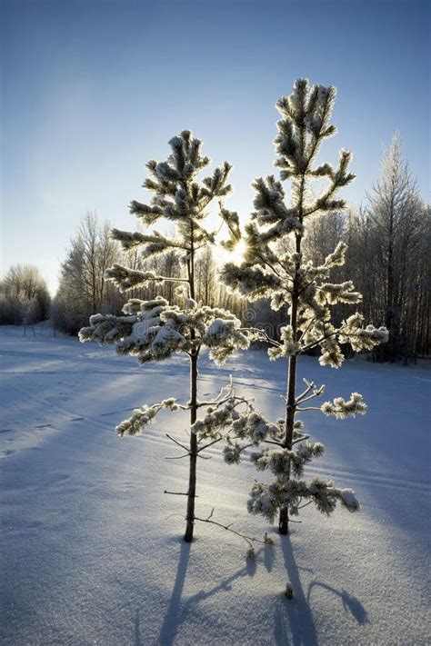 Two Young Pine Trees In Winter Park Stock Image Image Of Landscape