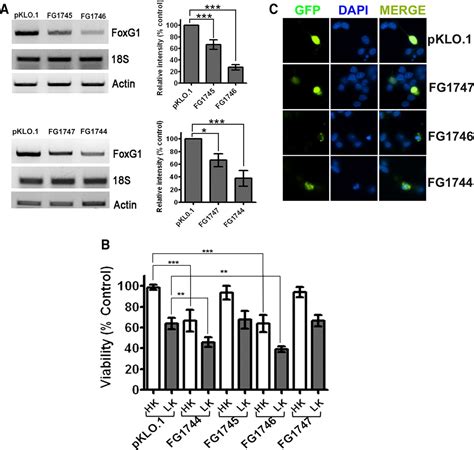 Foxg1 Promotes The Survival Of Postmitotic Neurons Journal Of Neuroscience