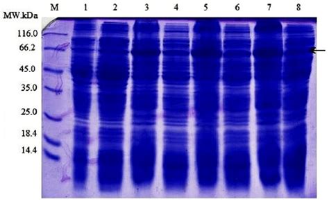 The Sds Page Analysis Of Expression Of The Dbl2β Pfemp1 Recombinant