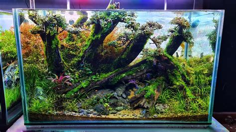 Aquascape Hutan Lereng Gunung Youtube