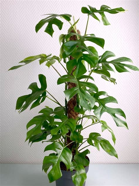 Rhaphidophora Tetrasperma Care Guide