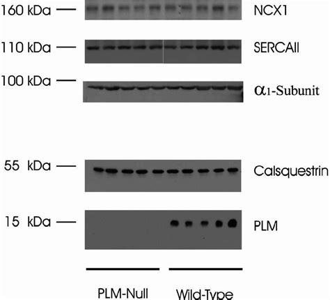 Immunoblots Of Na Ca Exchanger Ncx Sarco Endo Plasmic