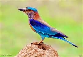 Telangana State Announces State Bird, Animal, Flower - Tolly Cinemaa ...