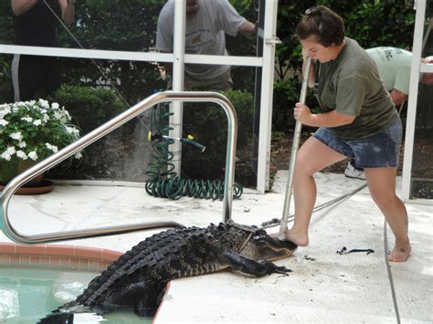 In Florida Gators Are On The Prowl And In Your Pool The New York Times