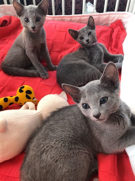 Russian blues : r/cats
