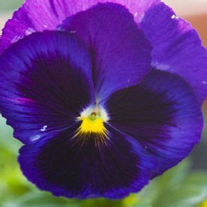 Comprar Sementes de Amor Perfeito Roxo Gigante Suíço Viola tricolor