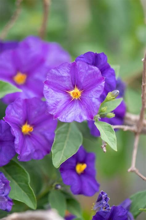 Blue Potato Bush Lycianthes Rantonnetii Purple Flowers Stock Photo