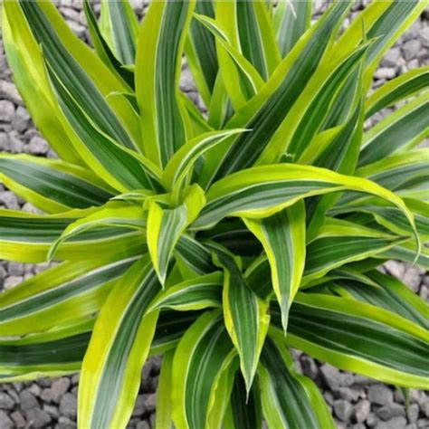 Dracaena Plant Care Tips Dracaena Plant Care Tips For Growing A