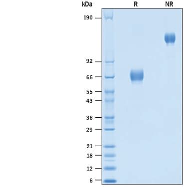 Recombinant Cynomolgus Rhesus Emmprin Cd Fc Protein Cf Em