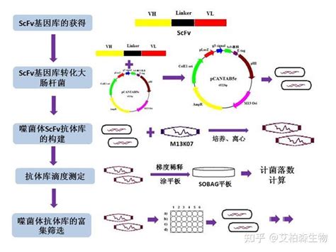 噬菌体展示and抗体文库服务 知乎