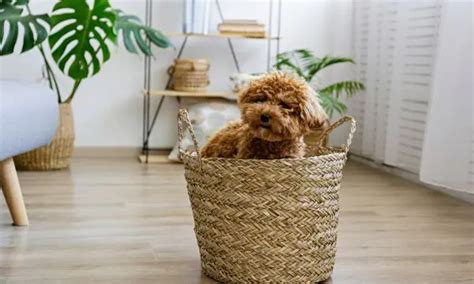 Maltipoo Grooming: Tips and Techniques for Dog Owners and Pet Groomers