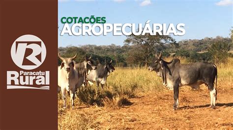 Cotações agropecuárias 19 03 2021 YouTube