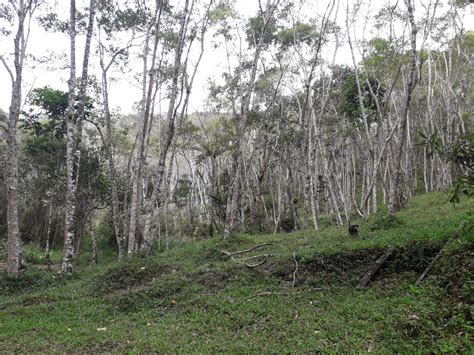 Fazenda Em Natividade Da Serra SP 152 Alqueires Por R 2 300 000 00