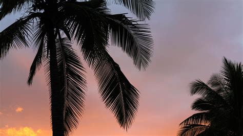 Palms Trees Sunset 4k Hd Wallpaper