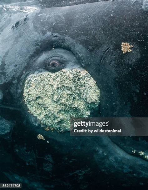 Humpback Whale Eye Photos and Premium High Res Pictures - Getty Images