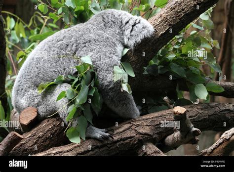 koala bear, sleeping Stock Photo - Alamy