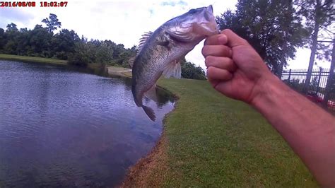 Pound Largemouth Bass Youtube