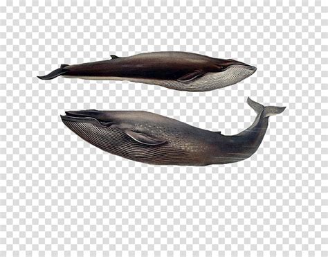 Whales Two Gray Whales Illustration Transparent Background Png