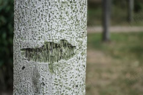 椰子树纹理高清摄影大图 千库网