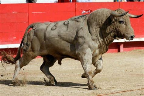 1000+ images about toros de lidia on Pinterest