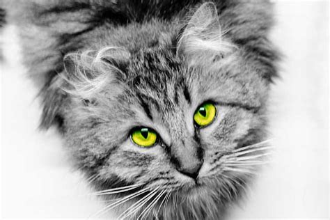 The 10 Cat Breeds With The Coolest Green Eyes