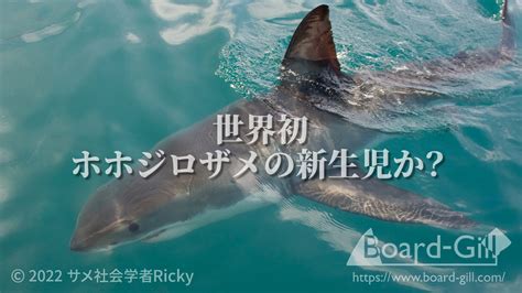 【貴重映像】世界初ホホジロザメの新生児を発見か？幼魚の特徴や繁殖方法を解説！ Board Gill