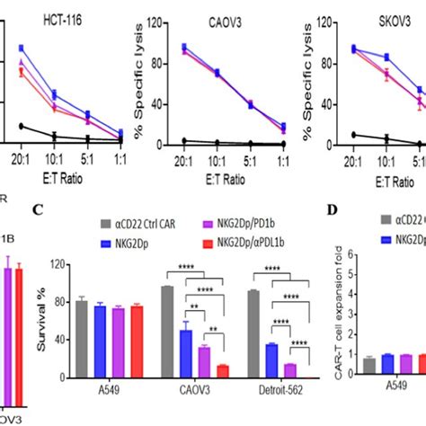 In Vitro Characterization Of Dual Car T Cells Against Cancer Cells A