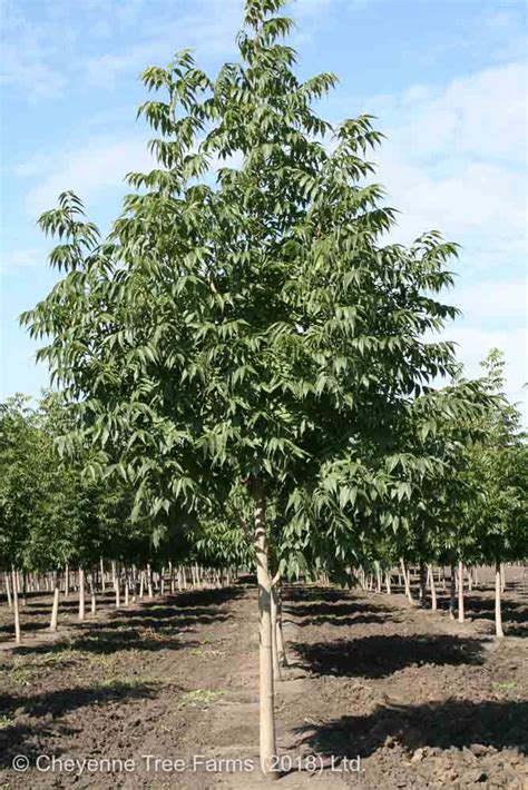 Ash Northern Treasure Cheyenne Tree Farm Trees Shrubs